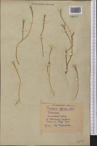 Roemeria hybrida (L.) DC., Middle Asia, Syr-Darian deserts & Kyzylkum (M7) (Uzbekistan)
