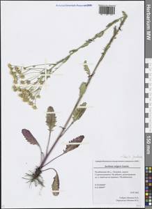 Jacobaea vulgaris subsp. vulgaris, Eastern Europe, Eastern region (E10) (Russia)