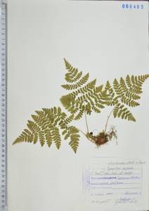Dryopteris expansa (C.Presl) Fraser-Jenk. & Jermy, Siberia, Russian Far East (S6) (Russia)