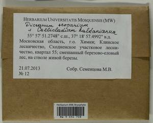 Callicladium haldaneanum (Grev.) H.A. Crum, Bryophytes, Bryophytes - Moscow City & Moscow Oblast (B6a) (Russia)