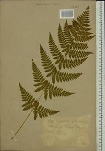 Dryopteris carthusiana (Vill.) H. P. Fuchs, Eastern Europe, Central forest-and-steppe region (E6) (Russia)