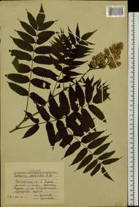 Sorbaria sorbifolia (L.) A. Braun, Siberia, Russian Far East (S6) (Russia)