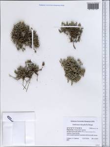 Androsace villosa var. dasyphylla (Bunge) Kar. & Kir., Middle Asia, Western Tian Shan & Karatau (M3) (Kyrgyzstan)