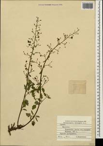 Scrophularia variegata M. Bieb., Caucasus, Georgia (K4) (Georgia)