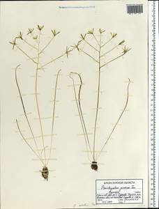 Ornithogalum orthophyllum subsp. kochii (Parl.) Zahar., Eastern Europe, Central forest-and-steppe region (E6) (Russia)