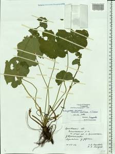Alchemilla ventiana V. N. Tikhom., Eastern Europe, Central forest-and-steppe region (E6) (Russia)