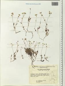 Stellaria jacutica Schischk., Siberia, Russian Far East (S6) (Russia)