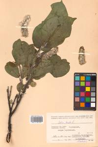 Salix lanata L., Siberia, Chukotka & Kamchatka (S7) (Russia)