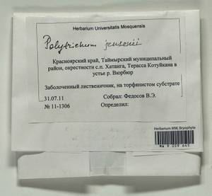 Polytrichum jensenii I. Hagen, Bryophytes, Bryophytes - Krasnoyarsk Krai, Tyva & Khakassia (B17) (Russia)