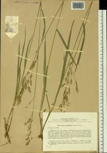 Bromus pumpellianus Scribn., Siberia, Baikal & Transbaikal region (S4) (Russia)