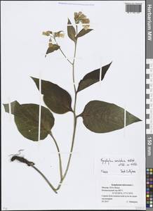 Symphytum tuberosum L., Eastern Europe, Moscow region (E4a) (Russia)