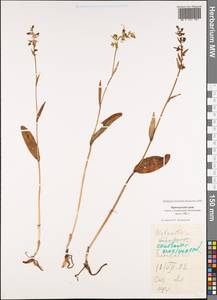 Platanthera maximowicziana Schltr., Siberia, Russian Far East (S6) (Russia)