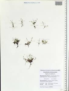 Sagina procumbens, Eastern Europe, Northern region (E1) (Russia)