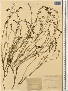 Cynanchica graveolens (M.Bieb. ex Schult. & Schult.f.) P.Caputo & Del Guacchio, Caucasus, Dagestan (K2) (Russia)
