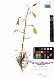 Lilium pumilum Redouté, Siberia, Baikal & Transbaikal region (S4) (Russia)