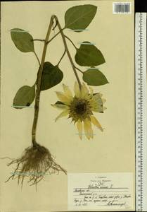 Helianthus annuus L., Eastern Europe, Moscow region (E4a) (Russia)