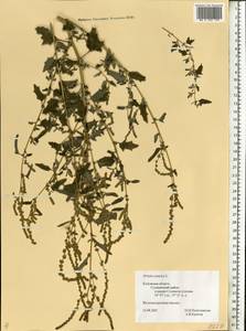 Atriplex tatarica L., Eastern Europe, Central region (E4) (Russia)