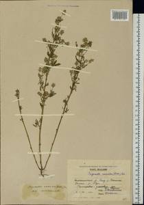 Trigonella caerulea (L.)Ser., Eastern Europe, Moldova (E13a) (Moldova)
