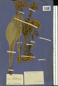 Senecio macrophyllus M. Bieb., Eastern Europe, Lower Volga region (E9) (Russia)