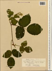 Rubus serpens Weihe ex Lej. & Courtois, Caucasus, Black Sea Shore (from Novorossiysk to Adler) (K3) (Russia)