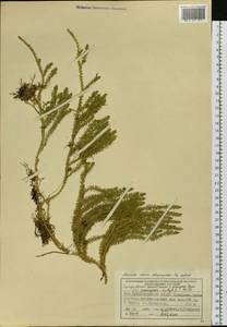 Spinulum annotinum subsp. dubium (Zoëga) J.H.Xue, Chepinoga & K.P.Ma, Siberia, Central Siberia (S3) (Russia)