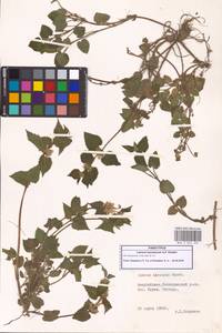 Lamium album subsp. album, Caucasus, Azerbaijan (K6) (Azerbaijan)