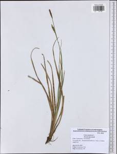 Carex panicea L., Eastern Europe, Central region (E4) (Russia)