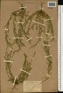 Polygala comosa Schkuhr, Eastern Europe, Rostov Oblast (E12a) (Russia)