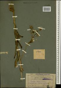 Sonchus asper (L.) Hill, Caucasus, Azerbaijan (K6) (Azerbaijan)