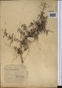 Suaeda microphylla (C. A. Mey.) Pall., Middle Asia, Syr-Darian deserts & Kyzylkum (M7) (Kazakhstan)