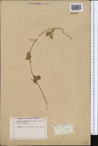 Cynanchum acutum L., Middle Asia, Karakum (M6) (Turkmenistan)
