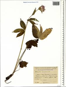 Astrantia maxima Pall., Caucasus, Armenia (K5) (Armenia)