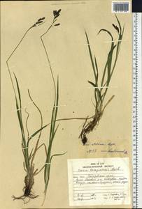 Carex aterrima Hoppe, Siberia, Russian Far East (S6) (Russia)