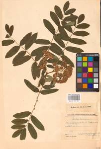 Sorbus aucuparia L., Eastern Europe, North-Western region (E2) (Russia)