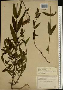 Stachys palustris L., Eastern Europe, Central forest-and-steppe region (E6) (Russia)