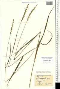 Elymus repens (L.) Gould, Caucasus, Azerbaijan (K6) (Azerbaijan)