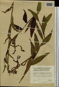 Lactuca sibirica (L.) Benth. ex Maxim., Siberia, Russian Far East (S6) (Russia)