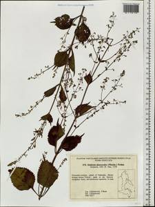Isodon japonicus (Burm.f.) H.Hara, Siberia, Russian Far East (S6) (Russia)
