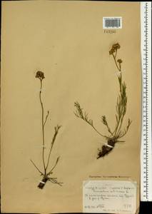 Filifolium sibiricum (L.) Kitam., Mongolia (MONG) (Mongolia)