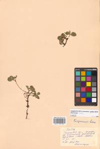 Salix turczaninowii Laksch., Siberia, Russian Far East (S6) (Russia)