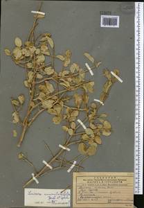 Lonicera nummulariifolia Jaub. & Spach, Middle Asia, Pamir & Pamiro-Alai (M2)