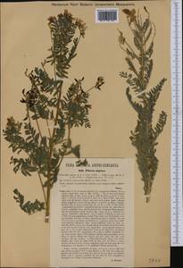 Astragalus alpinus, Western Europe (EUR) (Austria)