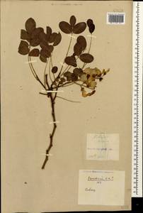 Robinia hispida L., Caucasus, Georgia (K4) (Georgia)