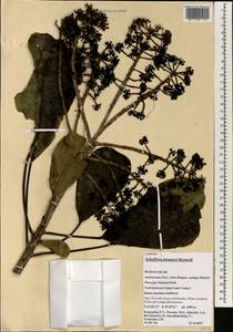 Neocussonia favargeri (Bernardi) Lowry, G. M. Plunkett, Gostel & Frodin, Africa (AFR) (Madagascar)
