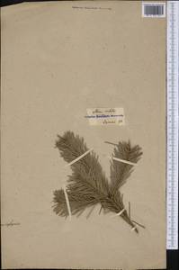 Abies procera Rehd., America (AMER) (Not classified)