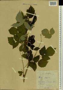 Rubus idaeus L., Eastern Europe, Middle Volga region (E8) (Russia)