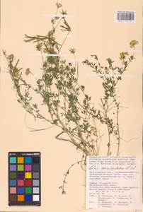 Lotus corniculatus L., Eastern Europe, Lower Volga region (E9) (Russia)