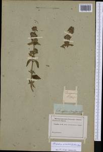 Clinopodium vulgare subsp. orientale Bothmer, Western Europe (EUR) (Not classified)