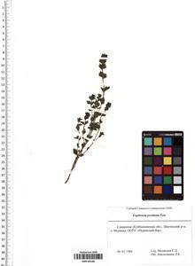 Euphrasia pectinata Ten., Eastern Europe, Middle Volga region (E8) (Russia)