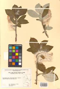 Salix alaxensis (Andersson) Coville, Siberia, Chukotka & Kamchatka (S7) (Russia)